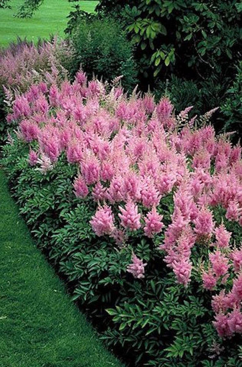120 ASTILBE Chinensis, Pumila, Lilac Rose 10 inch / Easy SHADE PERENNIAL Flower Seeds image 3