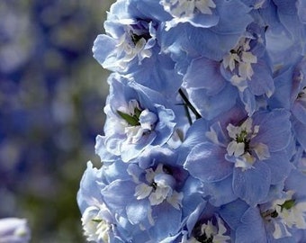 50+ HEIRLOOM COTTAGE GARDEN Giant Summer SKies Blue Pacific Perennial Rare Flower Seeds