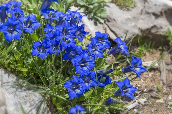 EASY //PERENNIAL HARDY LONG LIVED GENTIANA DAHURICA NIKITA FLOWER SEEDS 30