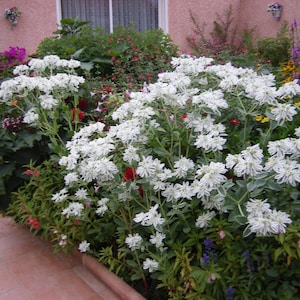 60 SNOW on the MOUNTAIN, Euphorbia Marginata Deer & Rabbit Resistant Annual Flower Seeds image 1