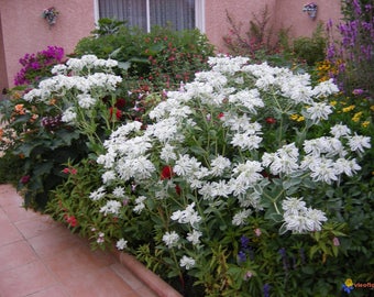 60+ SNOW on the MOUNTAIN,  Euphorbia Marginata Deer & Rabbit Resistant Annual Flower Seeds