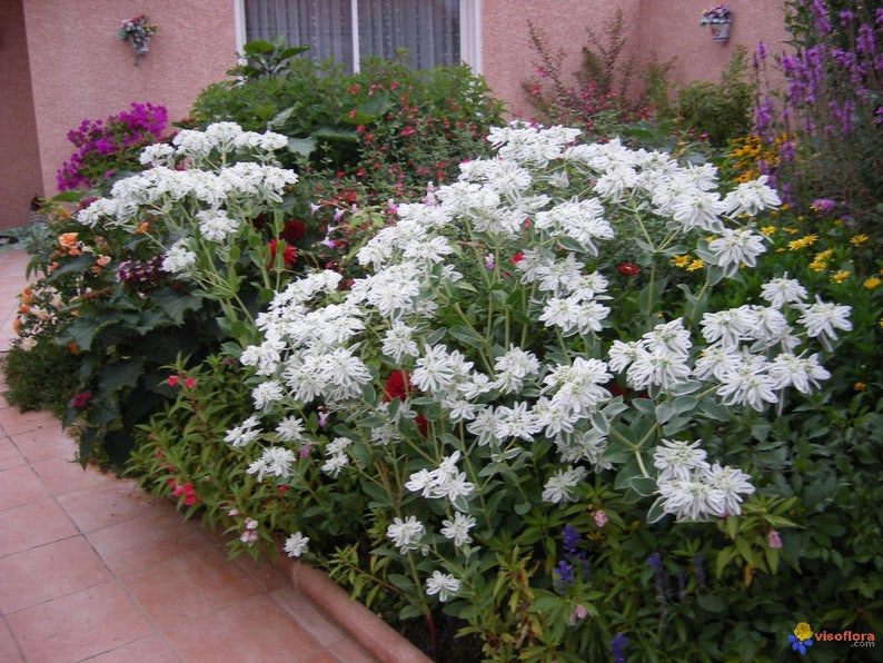 60 SNOW on the MOUNTAIN, Euphorbia Marginata Deer & Rabbit Resistant Annual Flower Seeds image 1