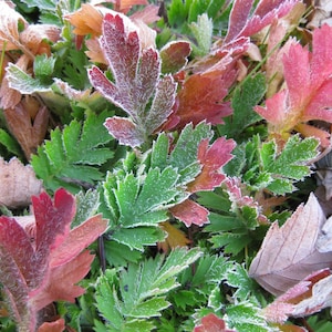 10 Geum PRAIRIE SMOKE, CHERRY Drop Native Perennial Deer Resistant Flower Seeds image 4