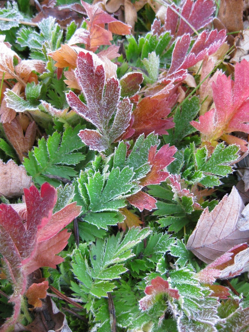 10 Geum PRAIRIE SMOKE, CHERRY Drop Native Perennial Deer Resistant Flower Seeds image 4