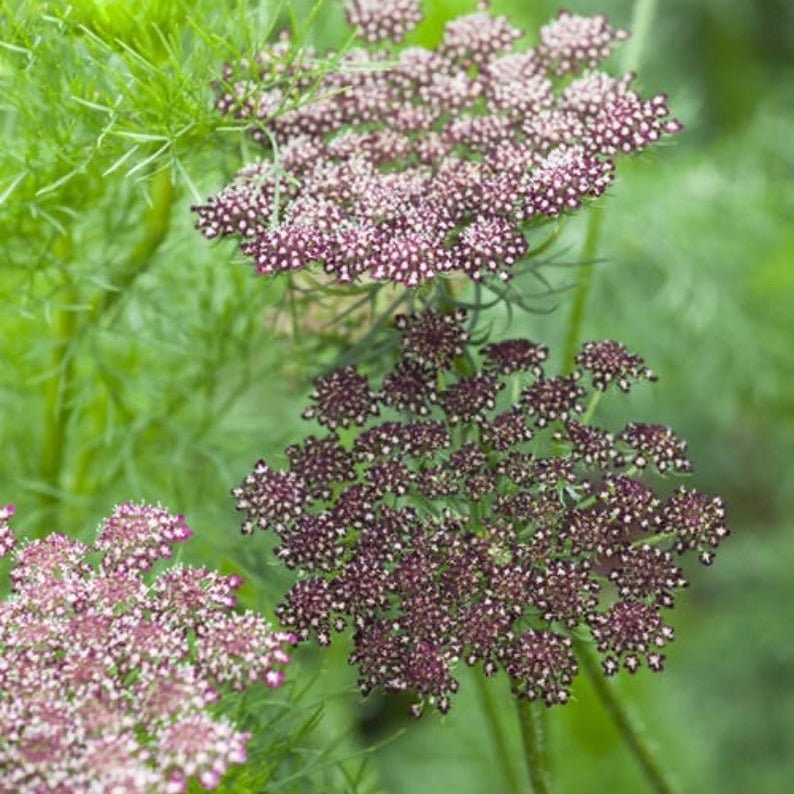 Daucus carota var. sativas - Queen Anne's Lace - Dara