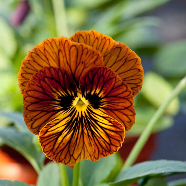 40+  VIOLA TIGER EYE Rustic Red / Cool Weather  Perennial, Houseplant Pansy Violet / Edible / Flower Seeds