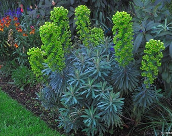 10+ EUPHORBIA  MEDITERRANEAN SPURGE  Deer and Gopher Resistant  Perennial Flower & Plant Seeds