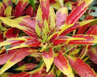 120+  Amaranthus TRICOLOR SPLENDENS PERFECTA, Fast Annual Flower Seeds