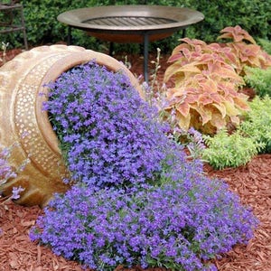 80 AUBRIETA VIOLET, Rock Cress Perennial Deer Resistant Ground Cover Fragrant Flower Seeds afbeelding 1