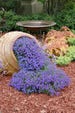 50+   AUBRIETA ROYAL VIOLET, Rock Cress / Perennial / Deer Resistant / Ground Cover / Fragrant Flower Seeds 