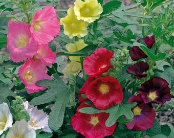 20+  HOLLYHOCK FIG LEAF Mix Perennial, First Year Bloom, Deer and Rust Resistant Flower Seeds