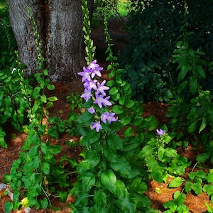 60 CAMPANULA PYRAMIDALIS MIX Chimney Bell Perennial Fragrant 4 6 Ft Tall Flower Seeds image 7