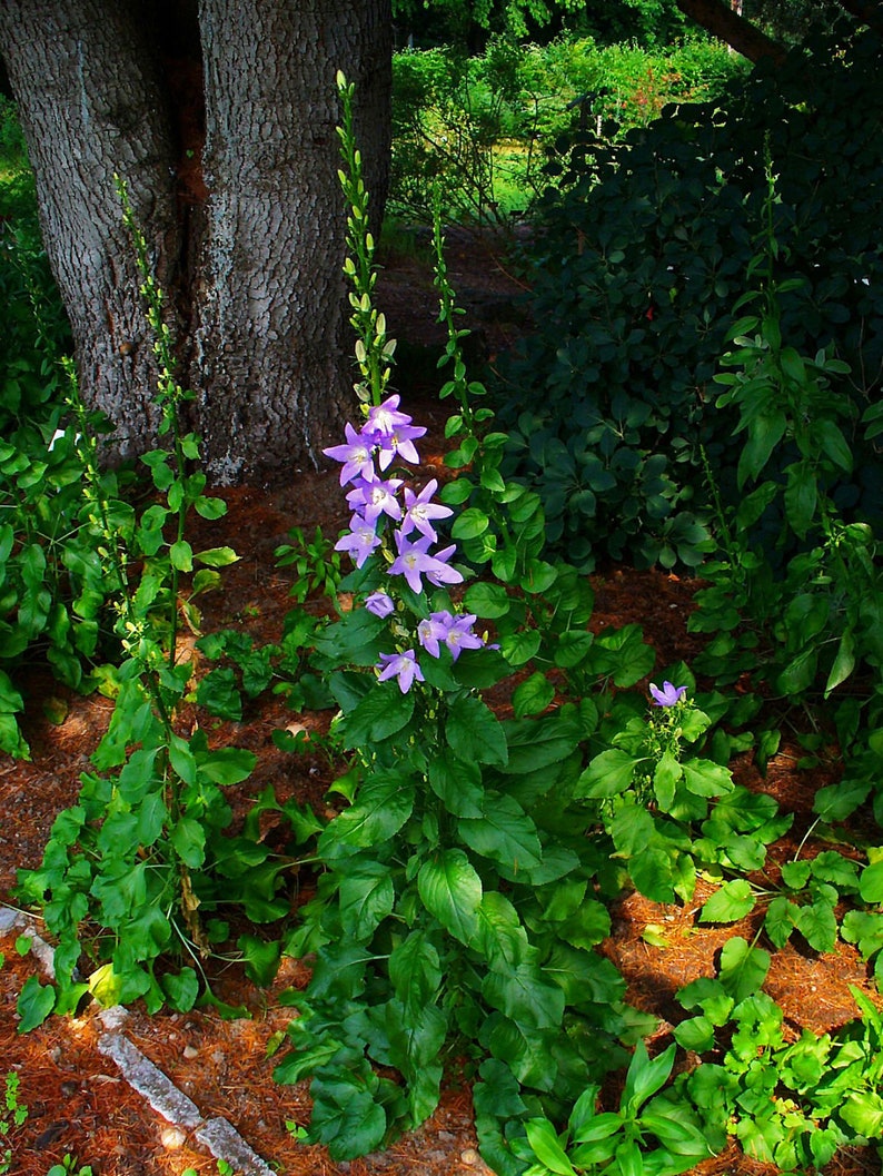 60 CAMPANULA PYRAMIDALIS MIX Chimney Bell Perennial Fragrant 4 6 Ft Tall Flower Seeds image 7