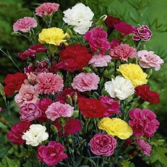 Carnation Grenadin Hardy Triumph Mix