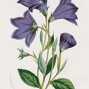 120 BALLOON PLATYCODON Mariesii Violet Blue, Perennial, Deer Resistant, Perennial Flower Seeds image 4