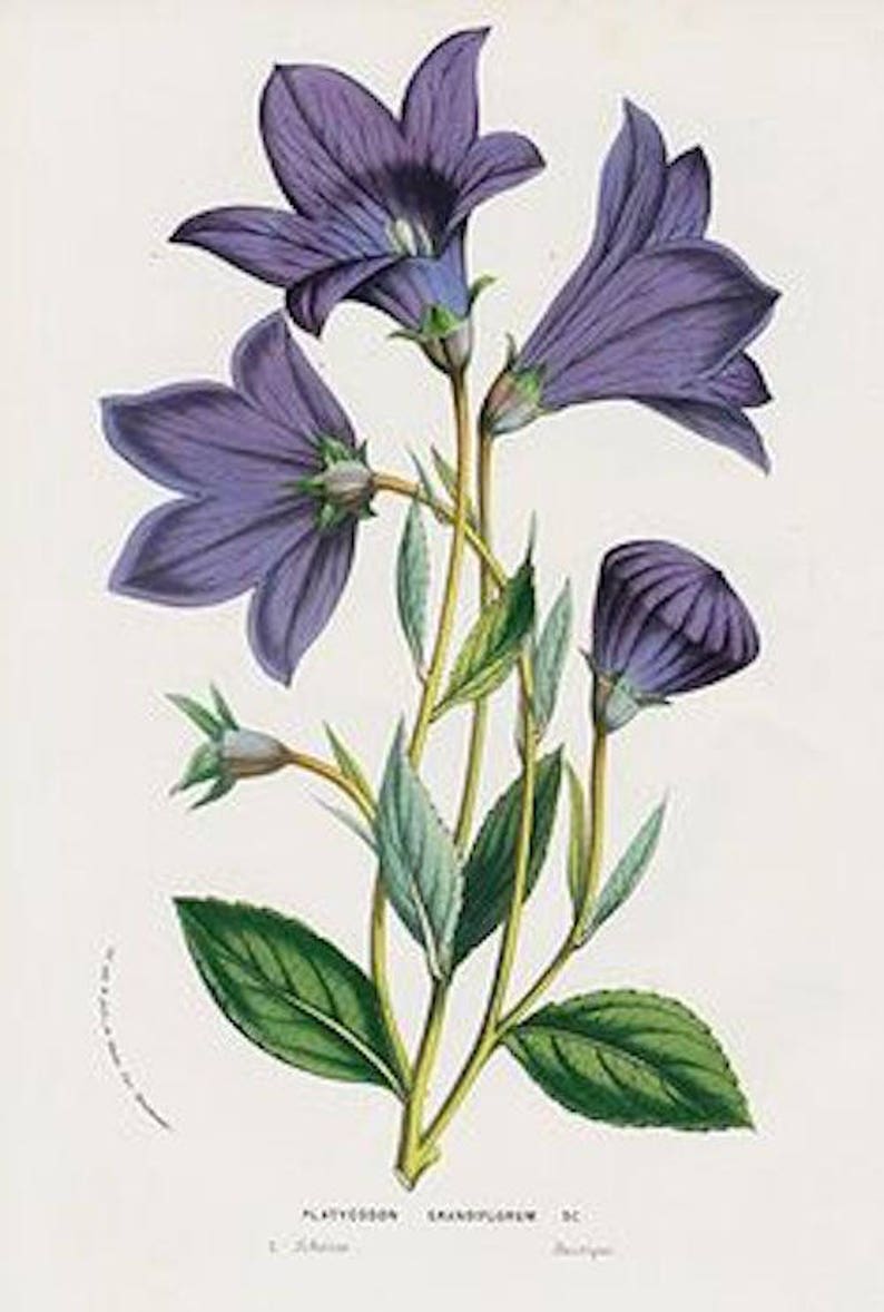 120 BALLOON PLATYCODON Mariesii Violet Blue, Perennial, Deer Resistant, Perennial Flower Seeds image 4