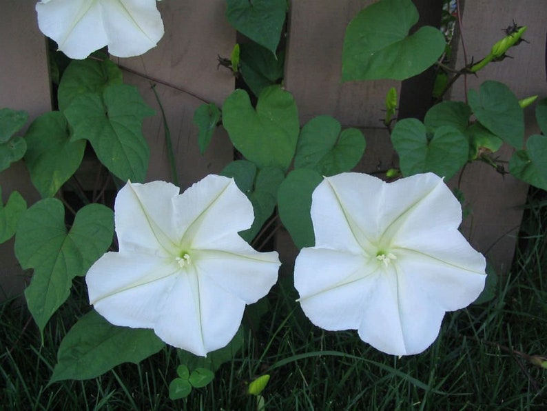 20 MOON FLOWER FRAGRANT Night Bloomer White Morning Glory Etsy