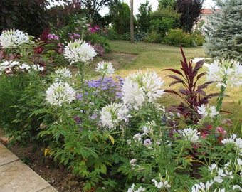50+   CLEOME QUEEN WHITE  / Deer Resistant / Fragrant Tall  Hardy Self Sow Flower Seeds