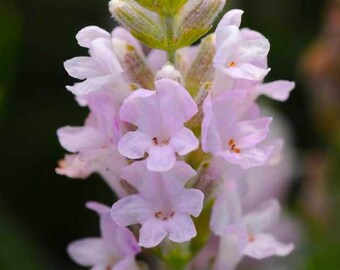 Pink Lavender Seeds - Etsy