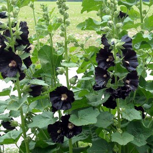 50 HOLLYHOCK BLACK Alcea Rosea, Nigra HEIRLOOM Perennial Deer Resistant Flower Seeds image 3