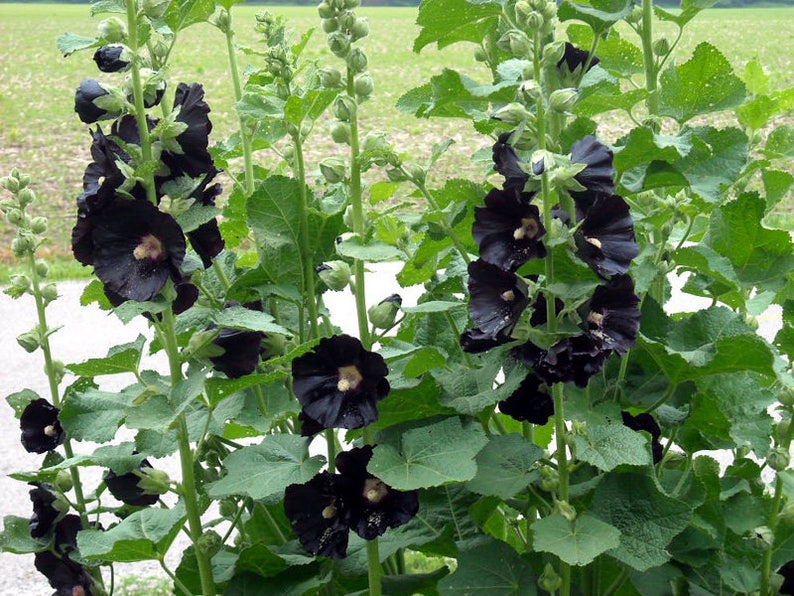 30 HOLLYHOCK BLACK Alcea Rosea, Nigra HEIRLOOM Perennial Deer Resistant Flower Seeds image 3