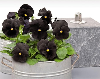 25+ PANSY ATLAS BLACK / Largest Face on Blacks, Edible Houseplant Fall & Spring Flower Seeds