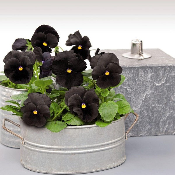 25+ PANSY ATLAS BLACK / Largest Face on Blacks, Edible Houseplant Fall & Spring Flower Seeds