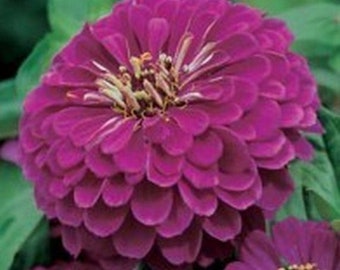 50+  ZINNIA DAHLIA Gold MEDAL Royal Purple / Fast Hardy Annual / Hummingbird Butterfly Magnet / Flower Seeds