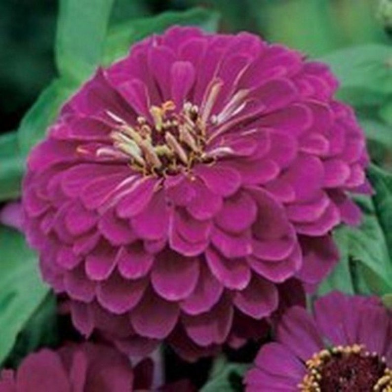 50 ZINNIA DAHLIA Gold MEDAL Royal Purple / Fast Hardy Annual Etsy