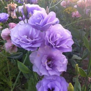 15 LISIANTHUS Echo, LILAC LAVENDER, 100% Double Flowered / Deer & Rabbit Resist / Annual Long Bloom Season Flower Seeds image 2