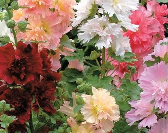 30+    HOLLYHOCK  SUMMER CARNIVAL Mix,  Alcea Rosea / Perennial  First Year Bloom Flower Seeds