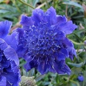 25+    SCABIOSA  OXFORD BLUE / Deer Resistant Perennial Pincushion Flower Seeds