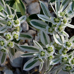 60 SNOW on the MOUNTAIN, Euphorbia Marginata Deer & Rabbit Resistant Annual Flower Seeds image 3