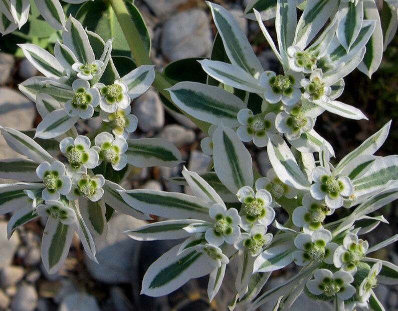 60 SNOW on the MOUNTAIN, Euphorbia Marginata Deer & Rabbit Resistant Annual Flower Seeds image 3