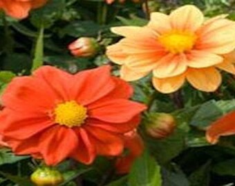 25+ DAHLIA ORANGE OPERA, Perennial Flower Seeds