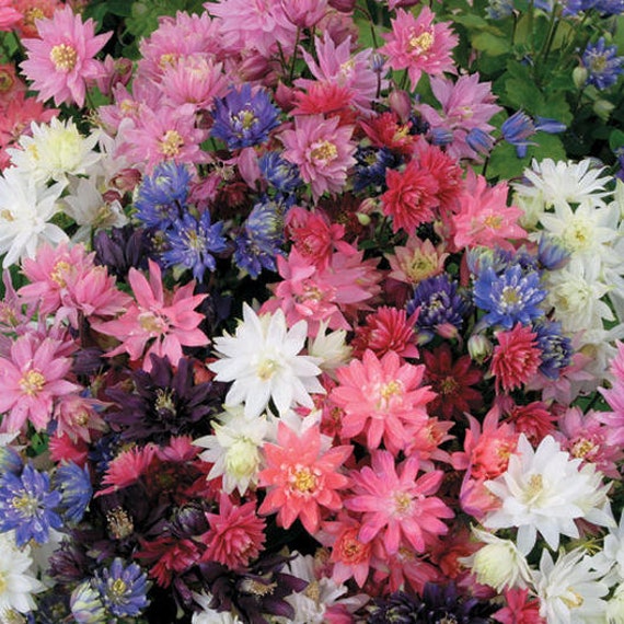 haut de lapin mélange cerfgraines résistant facile ou vivaces ombre 30aquilegia Colombine au soleil fleurs Pnw0Ok8X