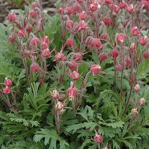 10 Geum PRAIRIE SMOKE, CHERRY Drop Native Perennial Deer Resistant Flower Seeds image 7