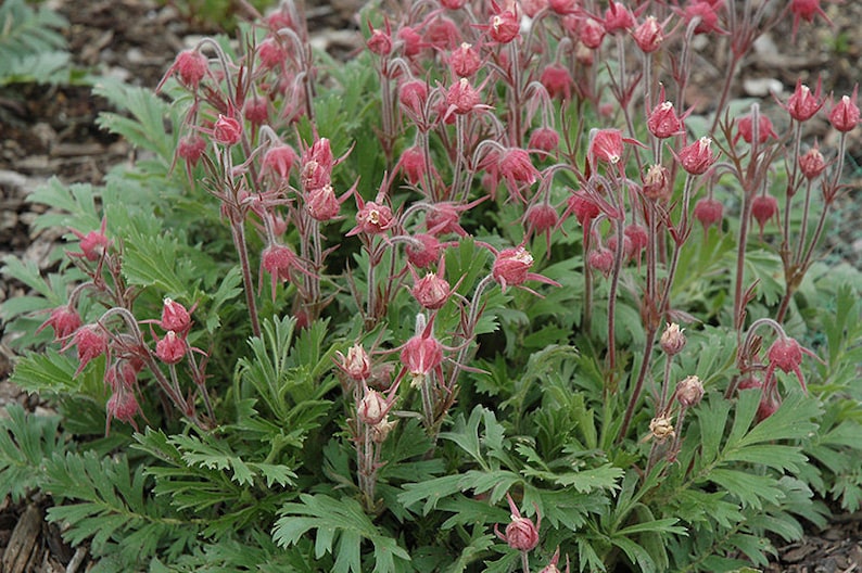 10 Geum PRAIRIE SMOKE, CHERRY Drop Native Perennial Deer Resistant Flower Seeds image 7