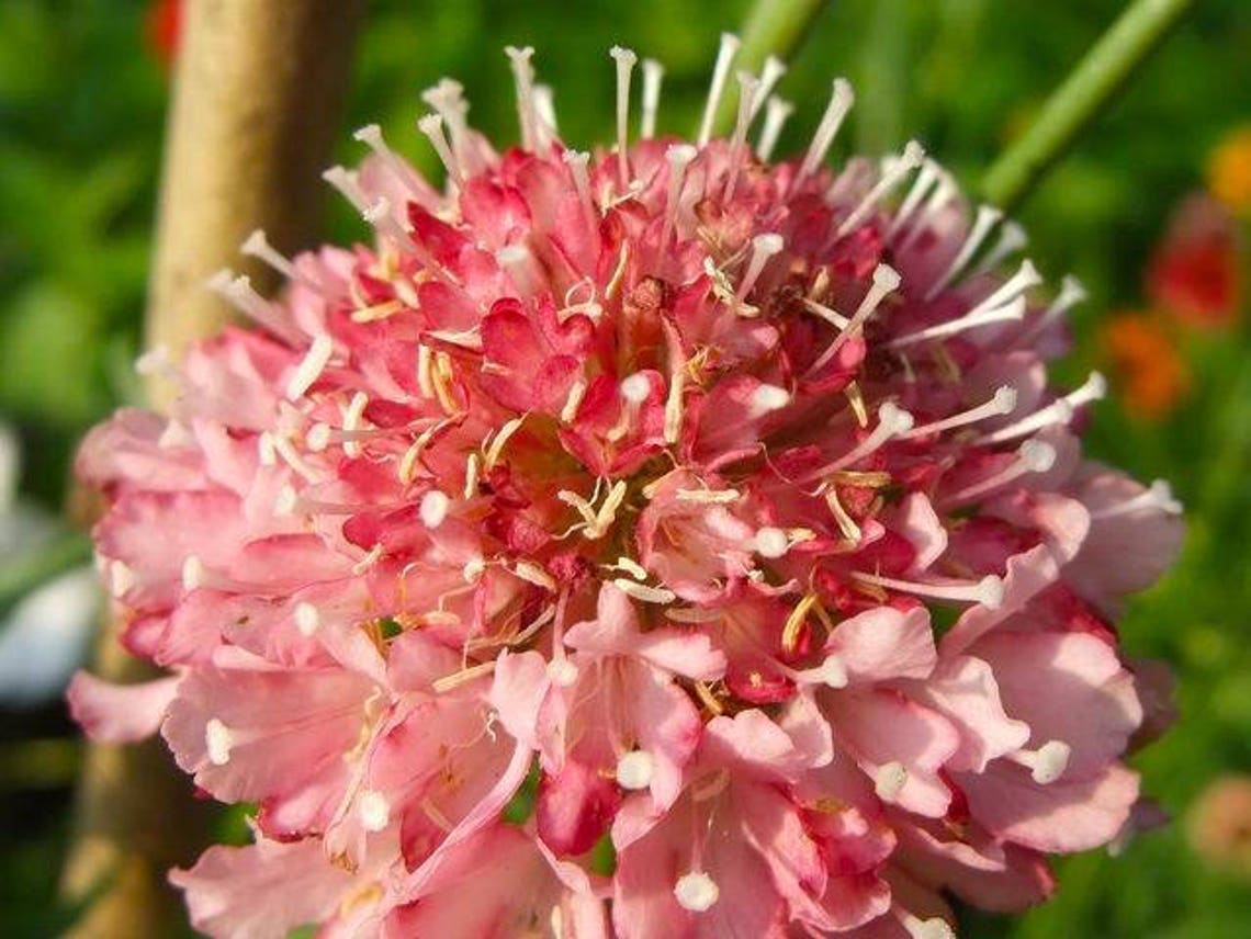25 SCABIOSA SALMON PINCUSHION Deer Resistant Fragrant Etsy