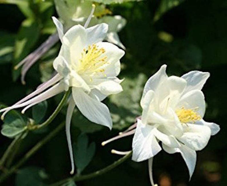 30 AQUILEGIA STAR WHITE Columbine / Shade Perennial / Deer