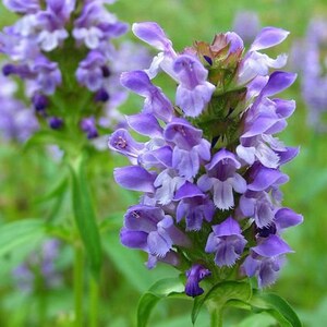 60 GROUND COVER PRUNELLA Grandiflora Pagoda Perennial Shade Blooming Flower Seeds image 3