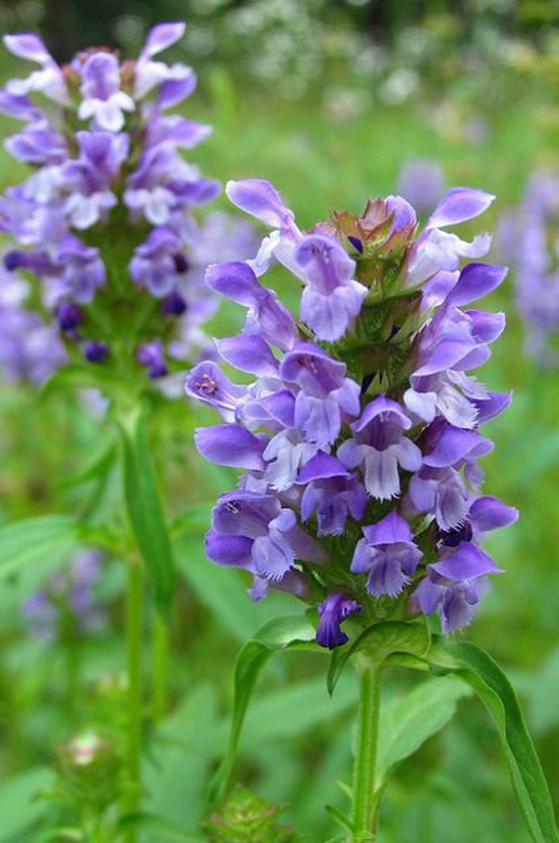 60 GROUND COVER PRUNELLA Grandiflora Pagoda Perennial Shade Blooming Flower Seeds image 3