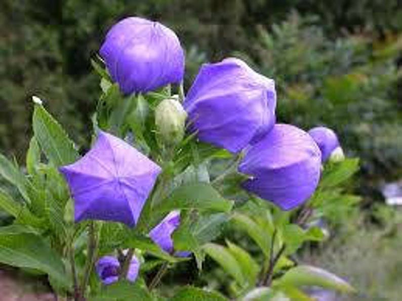 120 BALLOON PLATYCODON Mariesii Violet Blue, Perennial, Deer Resistant, Perennial Flower Seeds image 3