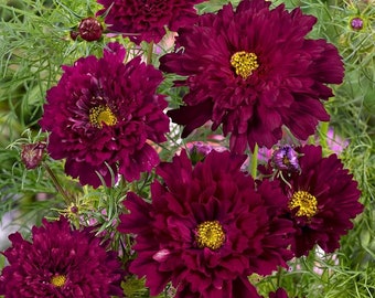 25+ COSMOS CRANBERRY DOUBLE Bipinnatus, Easy Fast Annual Flower Seeds