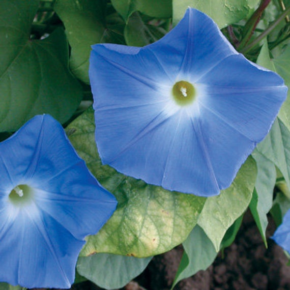 25 MORNING GLORY Clark's Heavenly Blue Vine / All - Etsy Norway