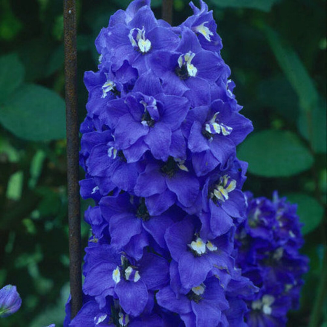 25 HEIRLOOM COTTAGE GARDEN Giant Bluebird 25 Pacific Perennial Rare