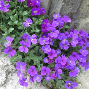 80 AUBRIETA VIOLET, Rock Cress Perennial Deer Resistant Ground Cover Fragrant Flower Seeds image 2