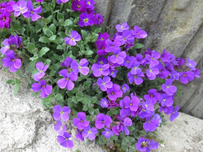 80 AUBRIETA VIOLET, Rock Cress Perennial Deer Resistant Ground Cover Fragrant Flower Seeds image 2