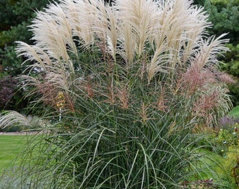 60+ WINTER BIRD FEEDER,  Miscanthus Fountain Grass / Perennial Flower and Plant Seeds