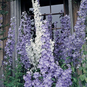 60+   CAMPANULA PYRAMIDALIS  MIX Chimney Bell  Perennial  Fragrant 4 -6 Ft Tall Flower Seeds